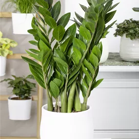Zamia zamiifolia Supreme