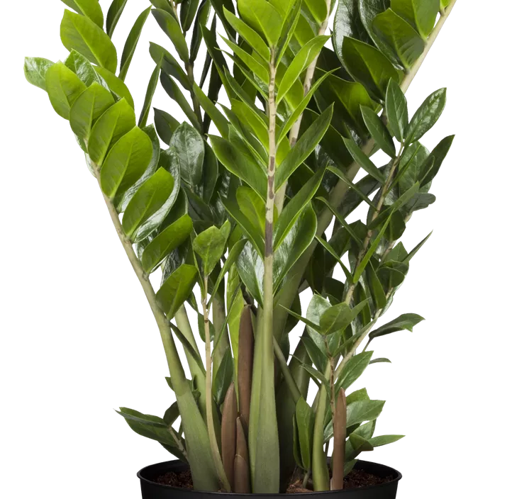 Zamie 'Supreme' Zamie 'Supreme'