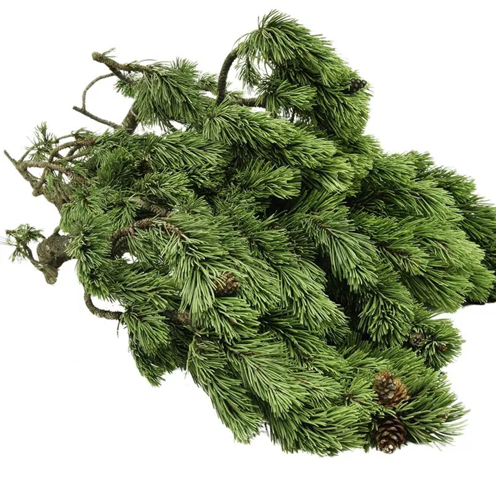 Latschen Reisig Handbund