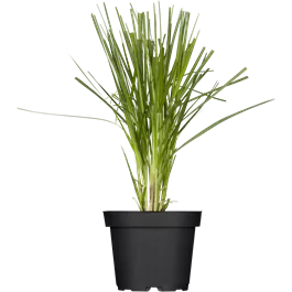 Pretty in Pink Cortaderia