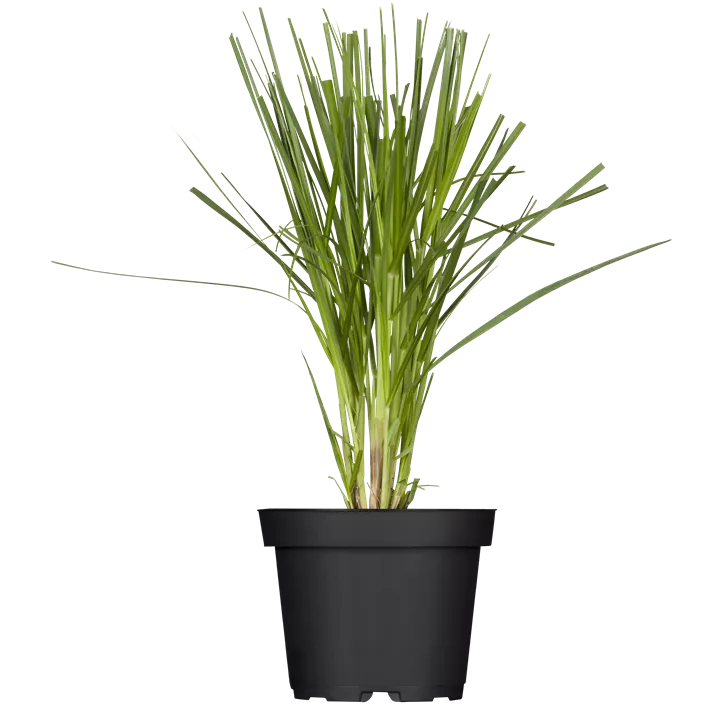 Garten-Pampasgras 'Pink Feather'