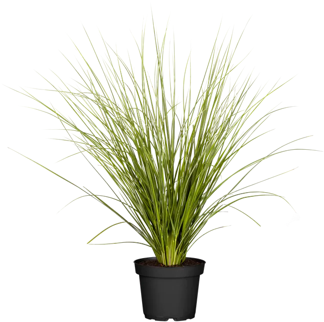Cortaderia selloana in Sorten, Pampasgras