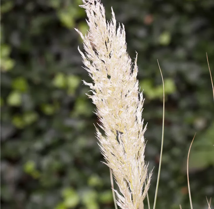 Garten-Pampasgras 'Comet'®