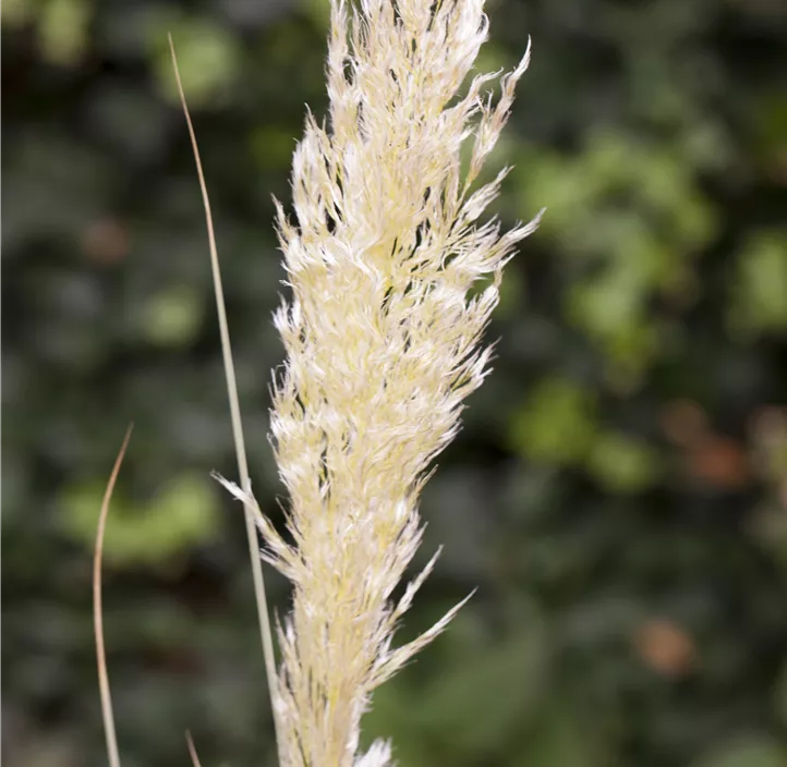 Garten-Pampasgras 'Comet'®