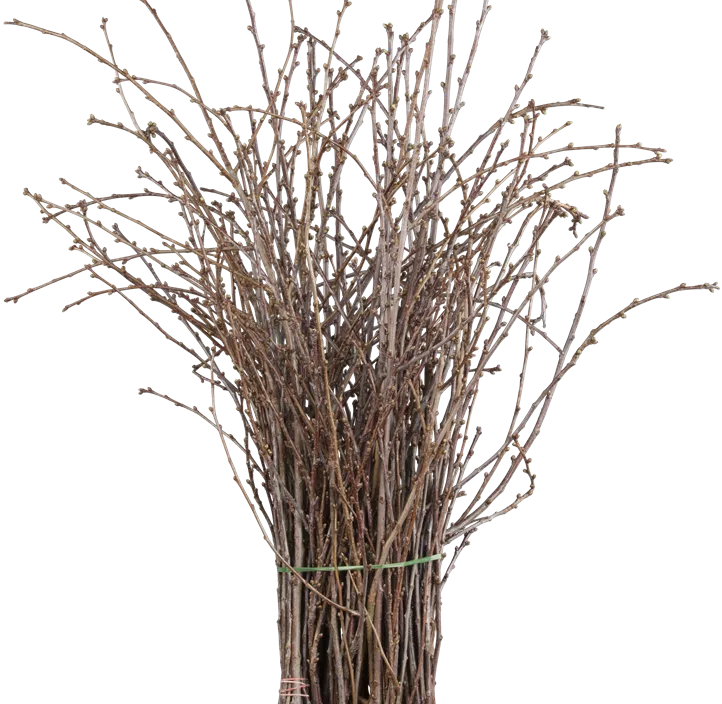 Barbarazweige Barbarazweige