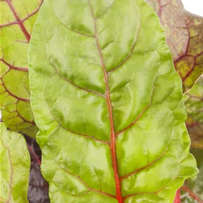 Beta vulgaris Beta vulgaris