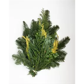 Koniferen Mix Spezial 2 Koniferen Mix Spezial 2