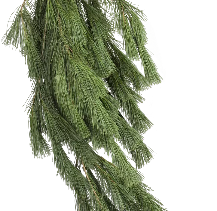 Pinus Strobus Handbund