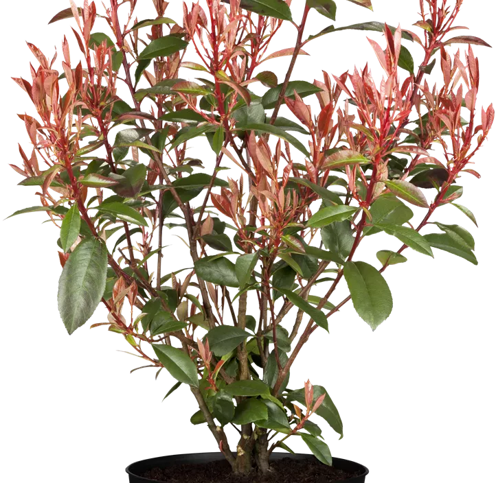 Glanzmispel 'Compacta'