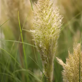Cortaderia pumila, 10 Liter Topf