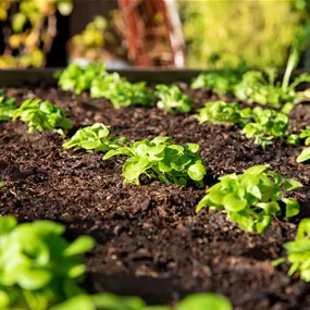 Lactuca sativa Feldsalat - Wintervitamine