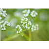 bellaflora Gartencenter GmbH