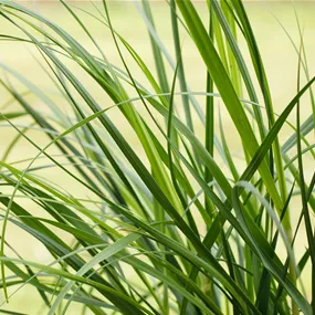 Cortaderia selloana Rosea Cortaderia selloana Rosea