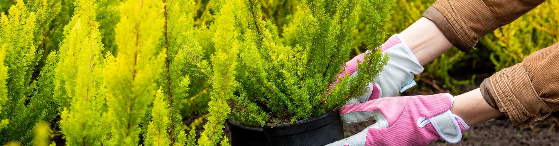 Baumheide pflanzen Baumheide pflanzen