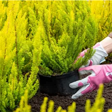 Services vor Ort & online