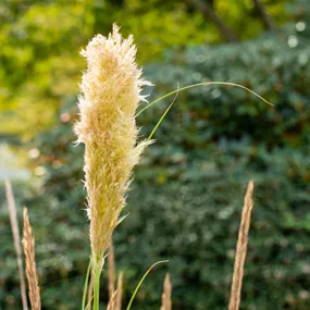 Cortaderia selloana Pumila