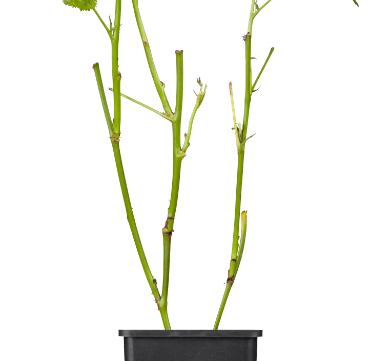 Brombeere 'Black Satin' Brombeere 'Black Satin'