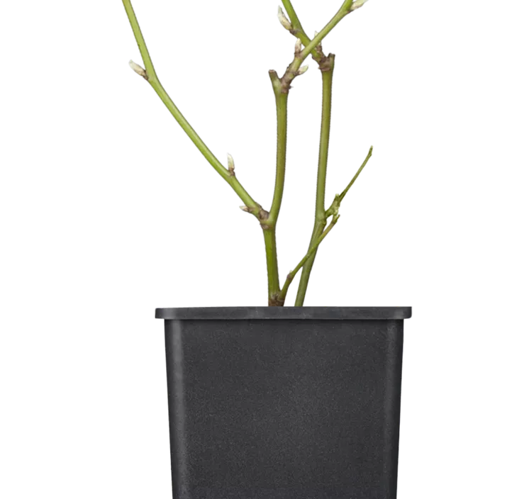 Brombeere 'Black Satin' Brombeere 'Black Satin'