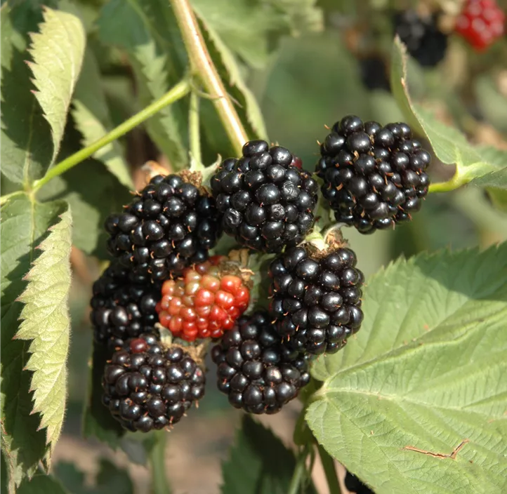 Brombeere 'BrazelBerry® Baby Cakes'