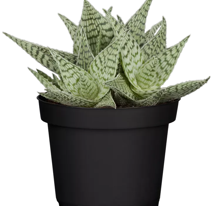 Aloe 'Demi' Aloe 'Demi'