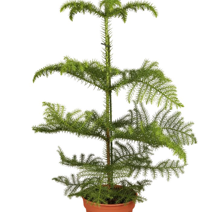 Zimmertanne Zimmertanne