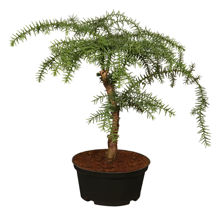 Zimmertanne Zimmertanne