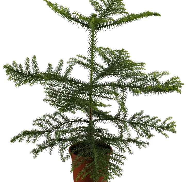 Zimmertanne Zimmertanne