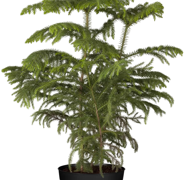 Zimmertanne Zimmertanne