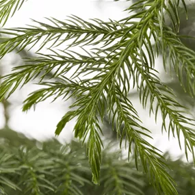 Araucaria heterophylla