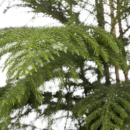 Araucaria heterophylla hawaii