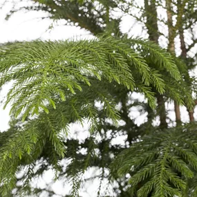 Araucaria heterophylla hawaii