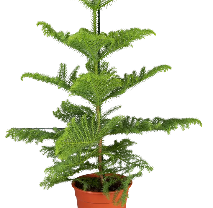 Zimmertanne Zimmertanne