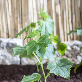 Cucumis sativus Market More Feldgurke