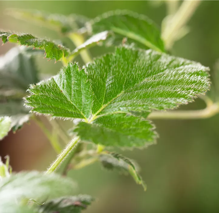 Brombeere 'Loch Ness'(s) Brombeere 'Loch Ness'(s)
