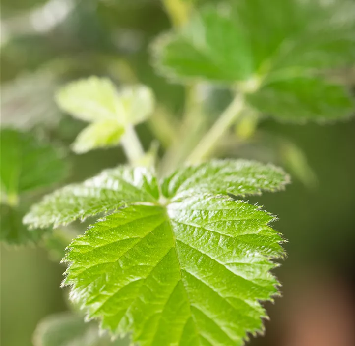 Brombeere 'Loch Ness'(s) Brombeere 'Loch Ness'(s)