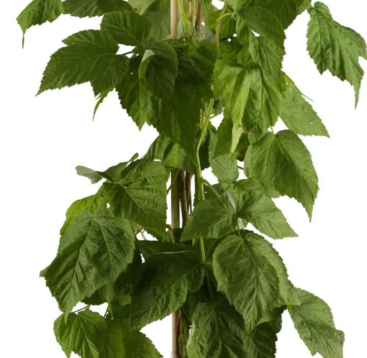 Himbeere 'Autumn Bliss'(s)