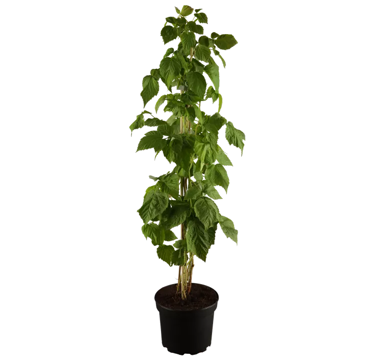 Himbeere 'Autumn Bliss'(s)