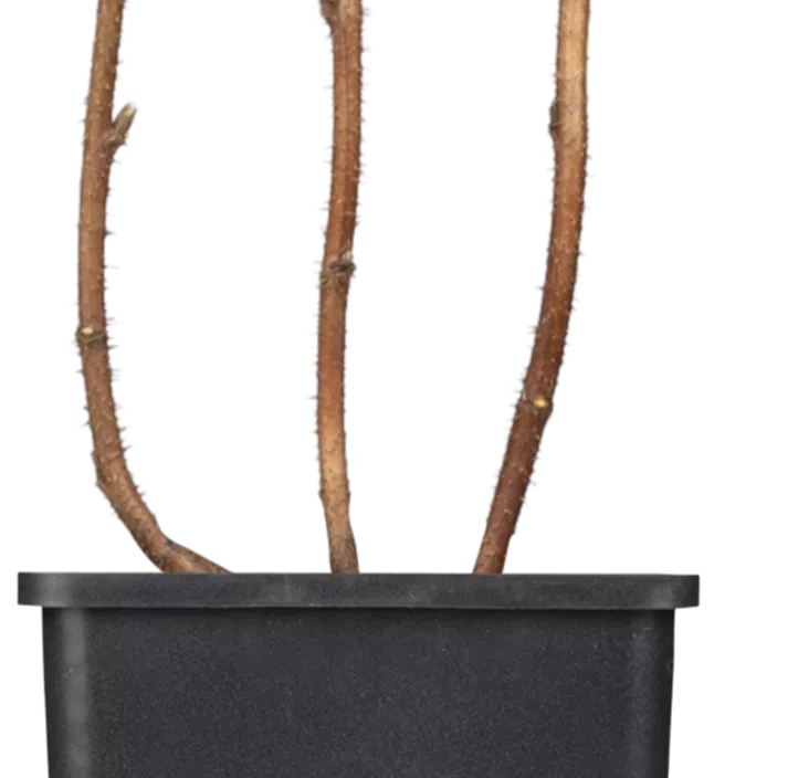 Himbeere 'Autumn Bliss'(s)