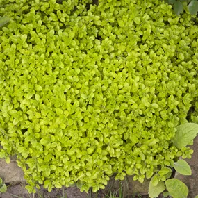 Origanum vulgare