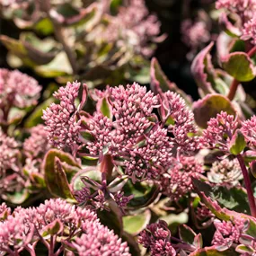 Sedum telephium La Vie en Rose