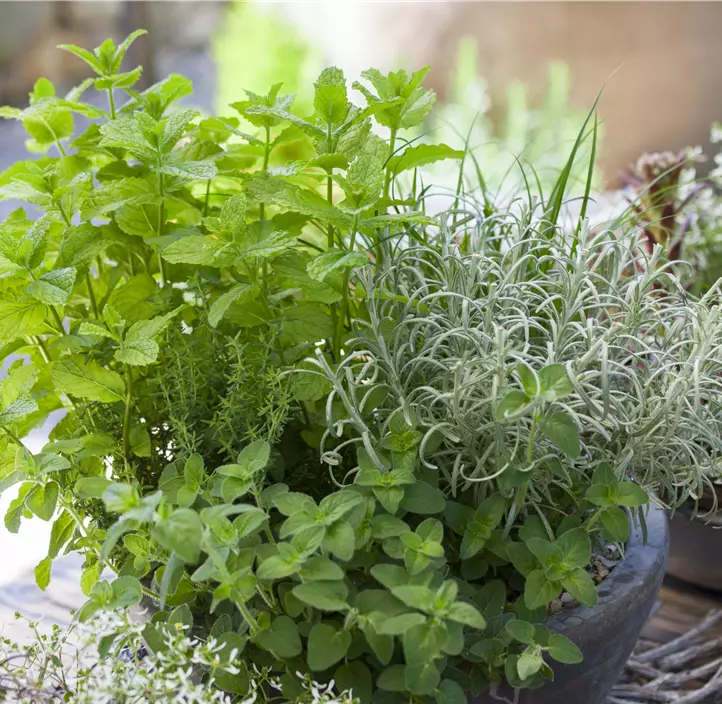 Oregano