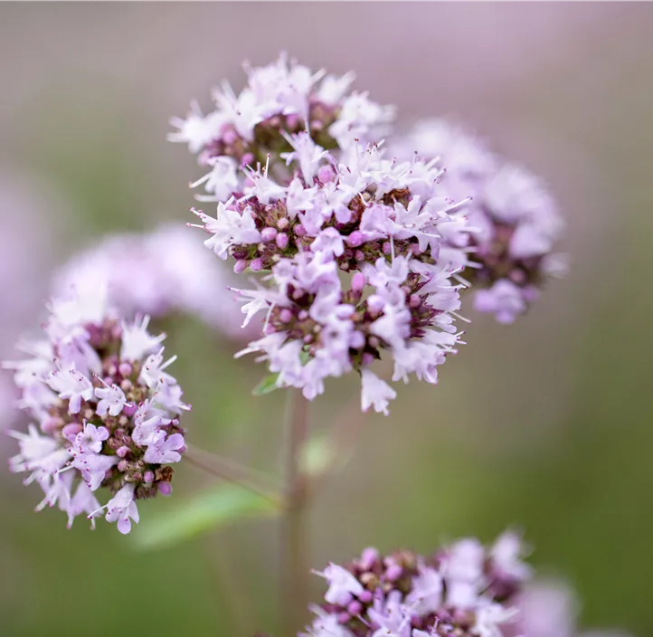 Oregano 'Hopley´s Purple'