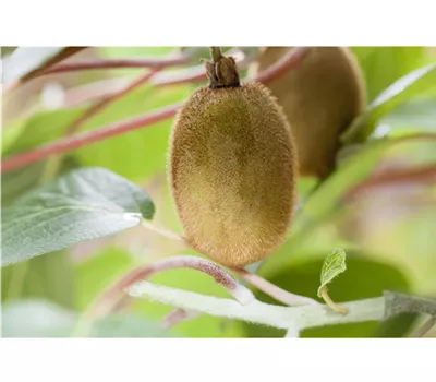 Actinidia chinensis Hayward