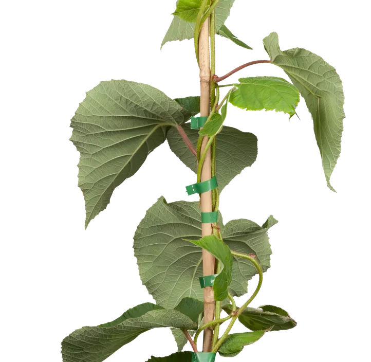 Kiwi 'Solo' Kiwi 'Solo'