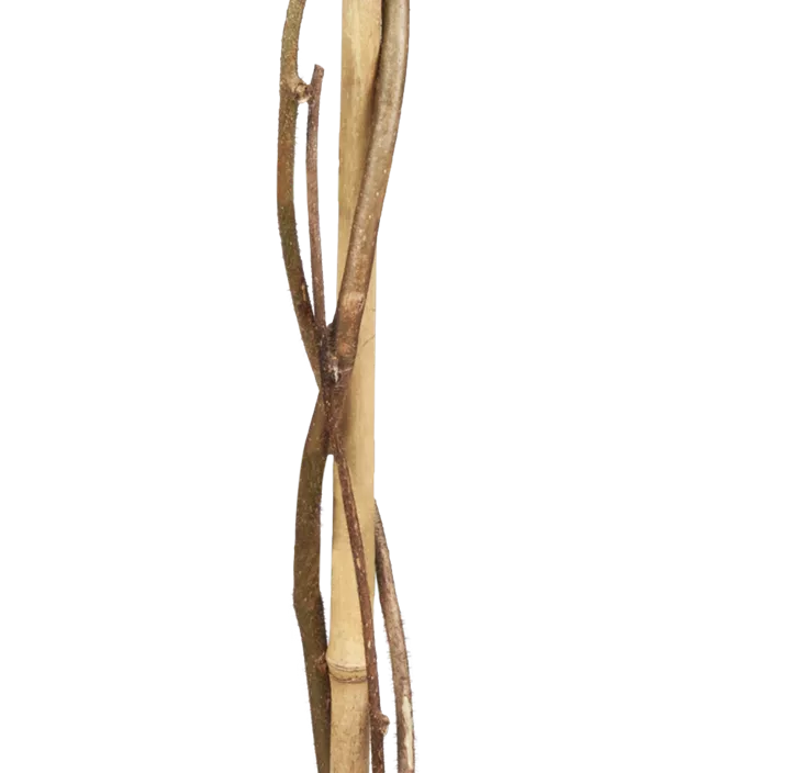 Kiwi 'Hayward' Kiwi 'Hayward'