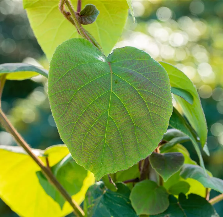 Kiwi 'Hayward' Kiwi 'Hayward'