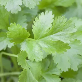 Coriandrum sativum
