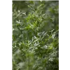 bellaflora Gartencenter GmbH