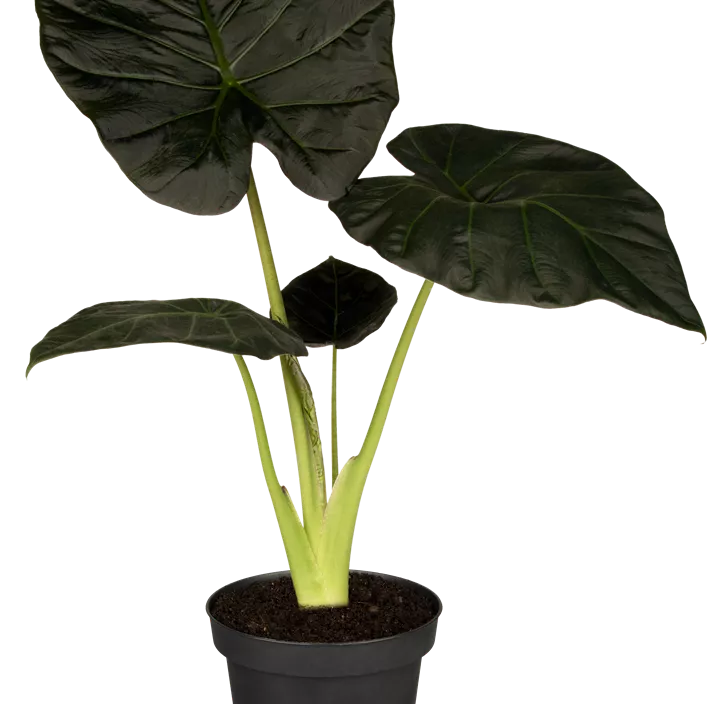 Pfeilblatt 'Regal Shields' Pfeilblatt 'Regal Shields'