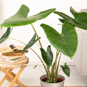 Alocasia zebrina